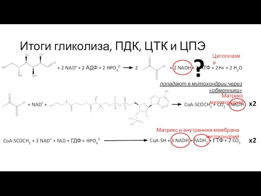 Итоги гликолиза, ПДК, ЦТК и ЦПЭ + 2 NAD+ + 2 АДФ