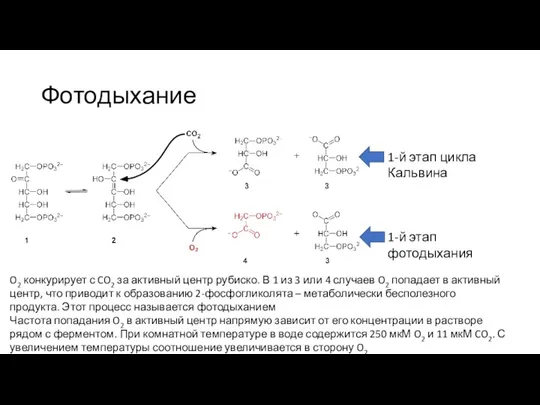 Фотодыхание O2 конкурирует с CO2 за активный центр рубиско. В 1 из