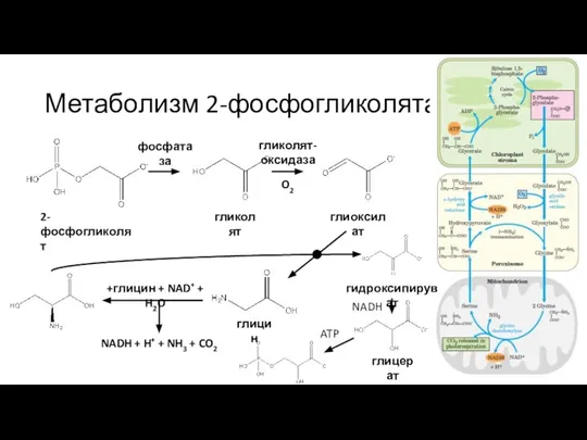 Метаболизм 2-фосфогликолята 2-фосфогликолят гликолят фосфатаза гликолят-оксидаза O2 глиоксилат глицин +глицин + NAD+
