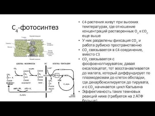 C4-фотосинтез C4-растения живут при высоких температурах, где отношение концентраций растворенных O2 к