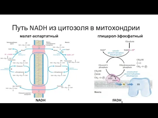 Путь NADH из цитозоля в митохондрии малат-аспартатный челнок глицерол-3фосфатный челнок NADH FADH2