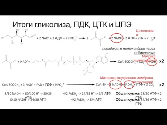 Итоги гликолиза, ПДК, ЦТК и ЦПЭ + 2 NAD+ + 2 АДФ