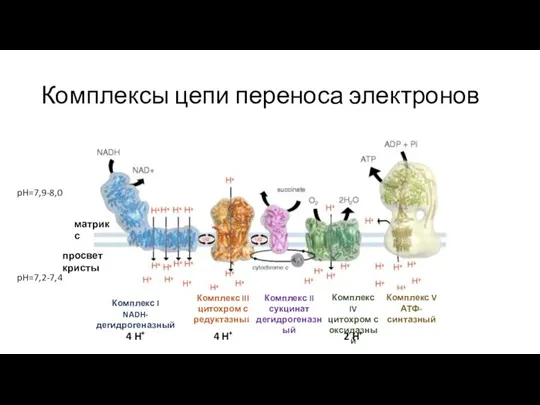 Комплексы цепи переноса электронов Комплекс I NADH-дегидрогеназный Комплекс III цитохром с редуктазный