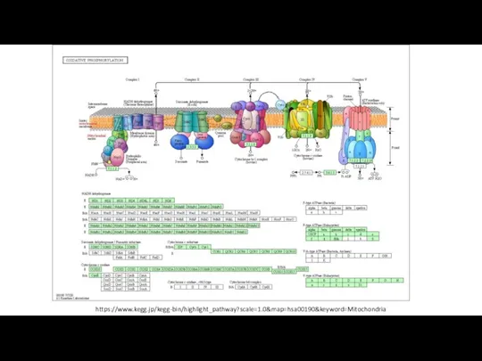 https://www.kegg.jp/kegg-bin/highlight_pathway?scale=1.0&map=hsa00190&keyword=Mitochondria