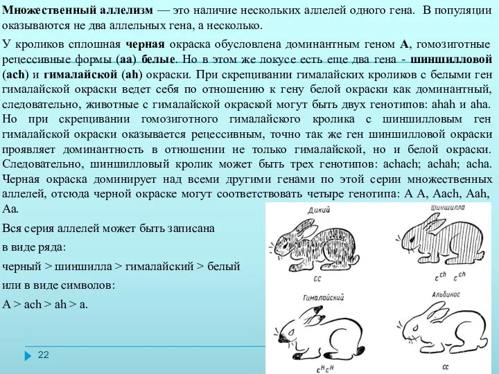 Множественный аллелизм — это наличие нескольких аллелей одного гена. В популяции оказываются