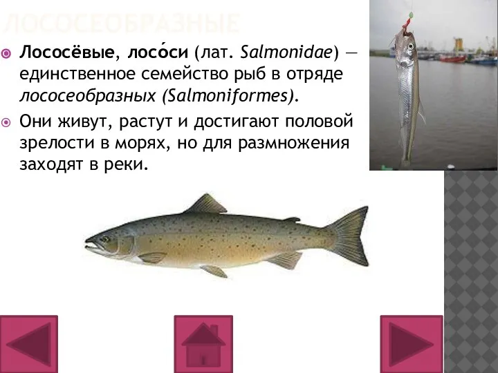 ЛОСОСЕОБРАЗНЫЕ Лососёвые, лосо́си (лат. Salmonidae) — единственное семейство рыб в отряде лососеобразных