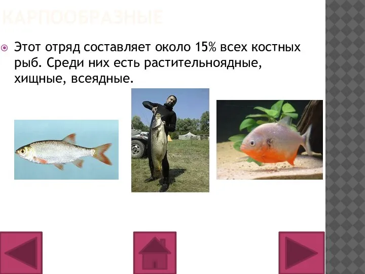 КАРПООБРАЗНЫЕ Этот отряд составляет около 15% всех костных рыб. Среди них есть растительноядные, хищные, всеядные.