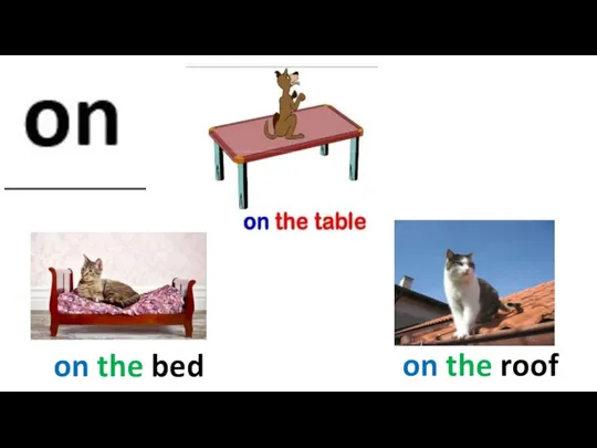 on the roof on the bed