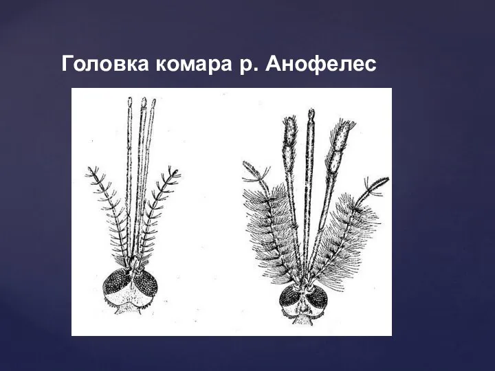 Слева – самка справа - самец Головка комара р. Анофелес