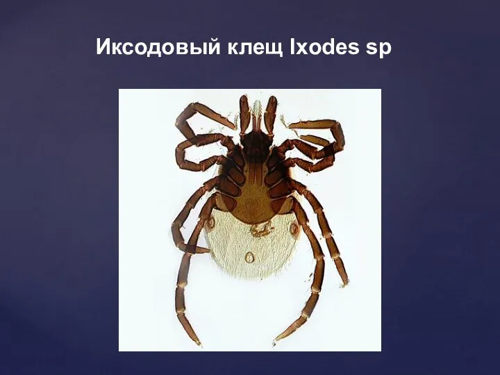 Иксодовый клещ Ixodes sp