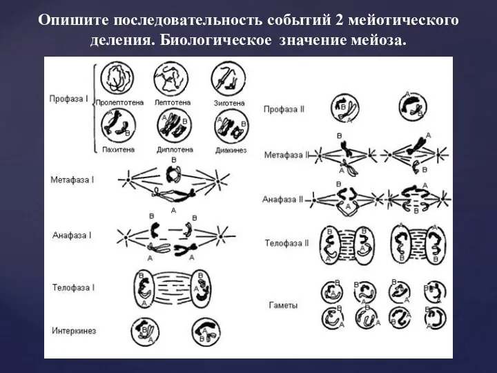 Опишите последовательность событий 2 мейотического деления. Биологическое значение мейоза.