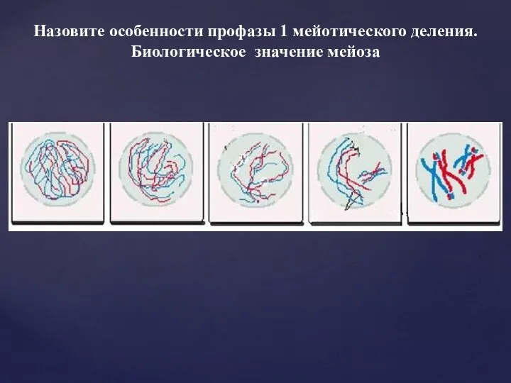 Назовите особенности профазы 1 мейотического деления. Биологическое значение мейоза