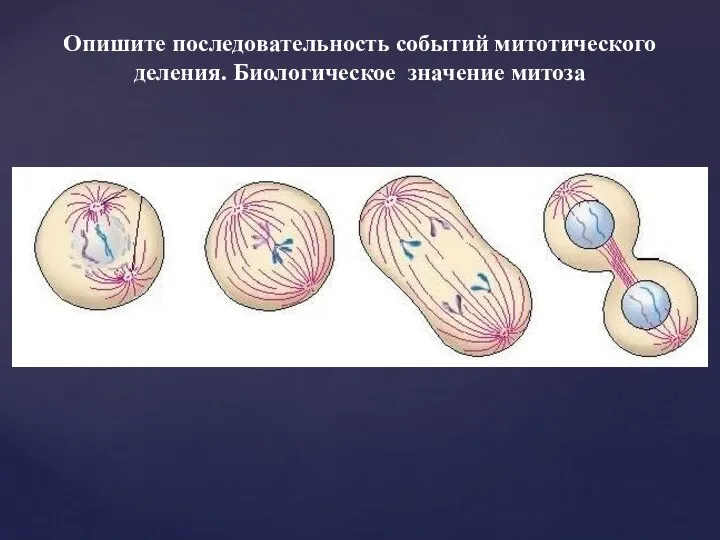 Опишите последовательность событий митотического деления. Биологическое значение митоза