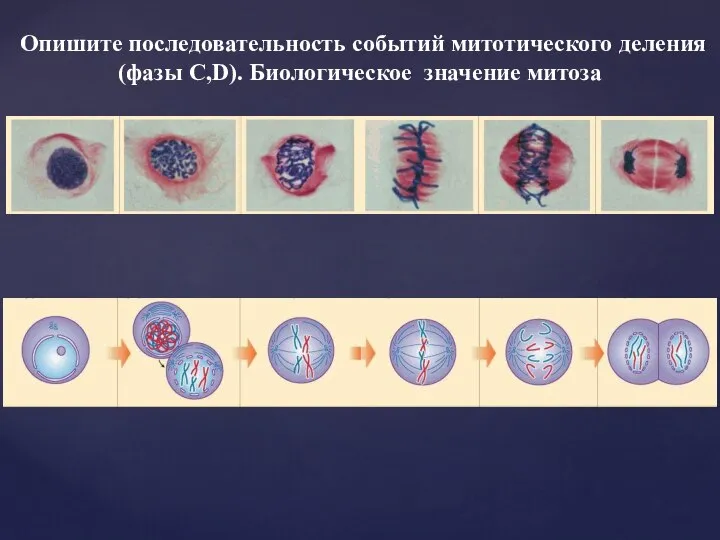 Опишите последовательность событий митотического деления (фазы C,D). Биологическое значение митоза