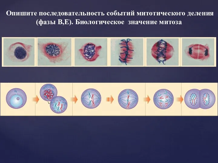 Опишите последовательность событий митотического деления(фазы B,E). Биологическое значение митоза