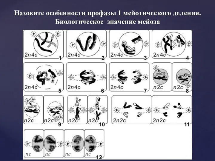 Назовите особенности профазы 1 мейотического деления. Биологическое значение мейоза