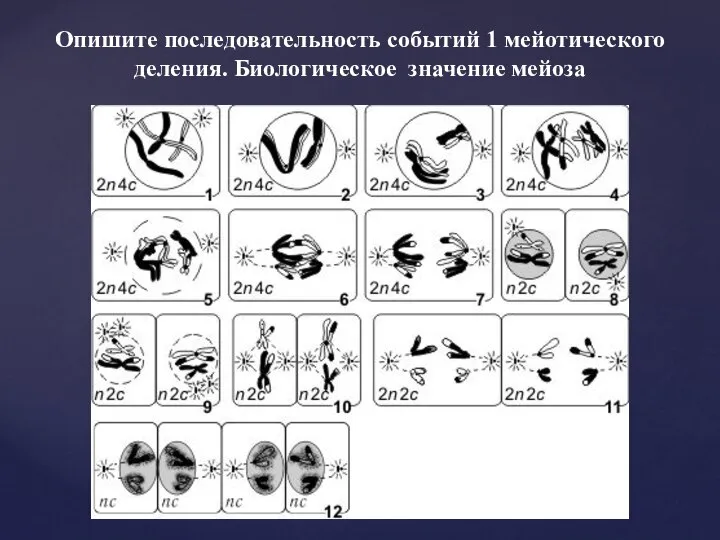 Опишите последовательность событий 1 мейотического деления. Биологическое значение мейоза