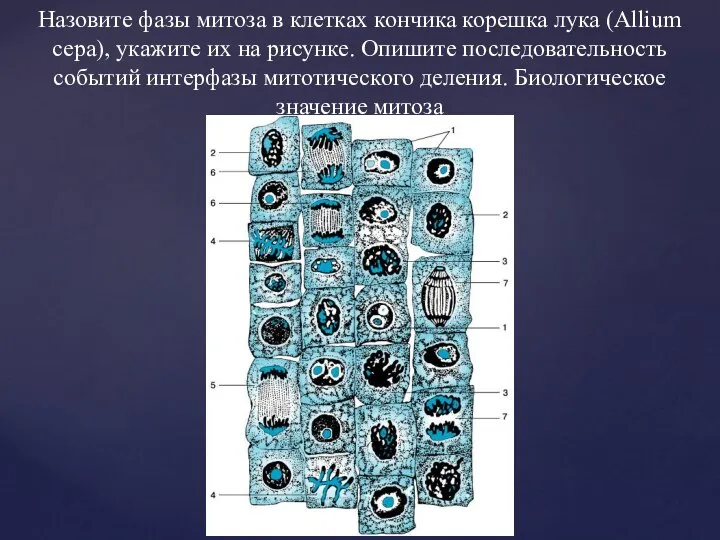 Назовите фазы митоза в клетках кончика корешка лука (Allium сера), укажите их