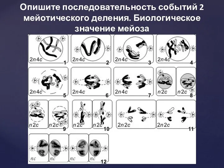 Опишите последовательность событий 2 мейотического деления. Биологическое значение мейоза