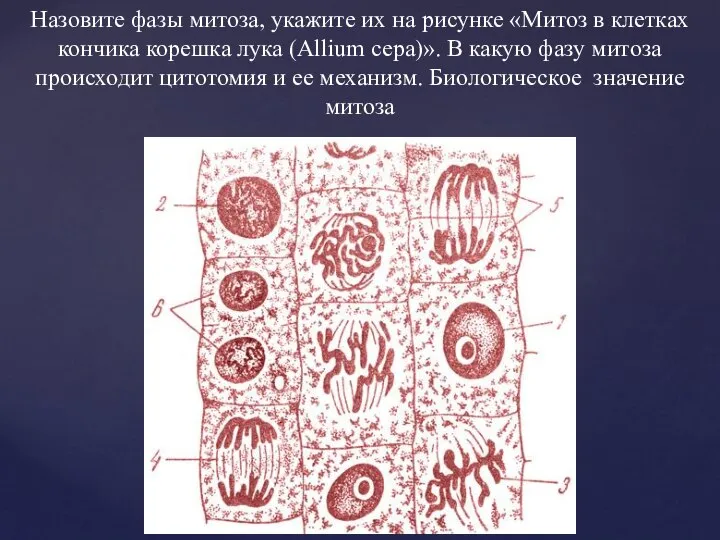 Назовите фазы митоза, укажите их на рисунке «Митоз в клетках кончика корешка
