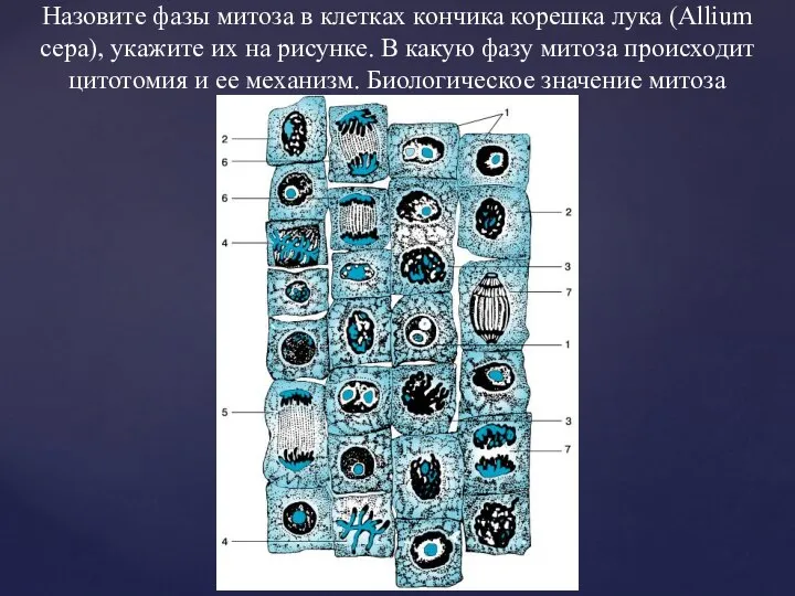 Назовите фазы митоза в клетках кончика корешка лука (Allium сера), укажите их