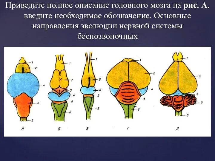 Приведите полное описание головного мозга на рис. А, введите необходимое обозначение. Основные