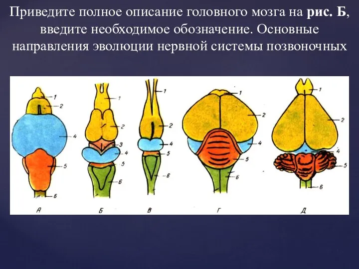 Приведите полное описание головного мозга на рис. Б, введите необходимое обозначение. Основные