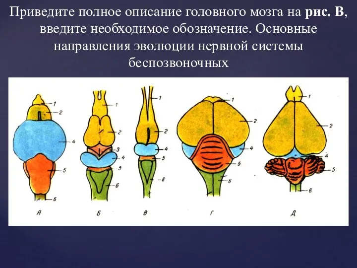 Приведите полное описание головного мозга на рис. В, введите необходимое обозначение. Основные