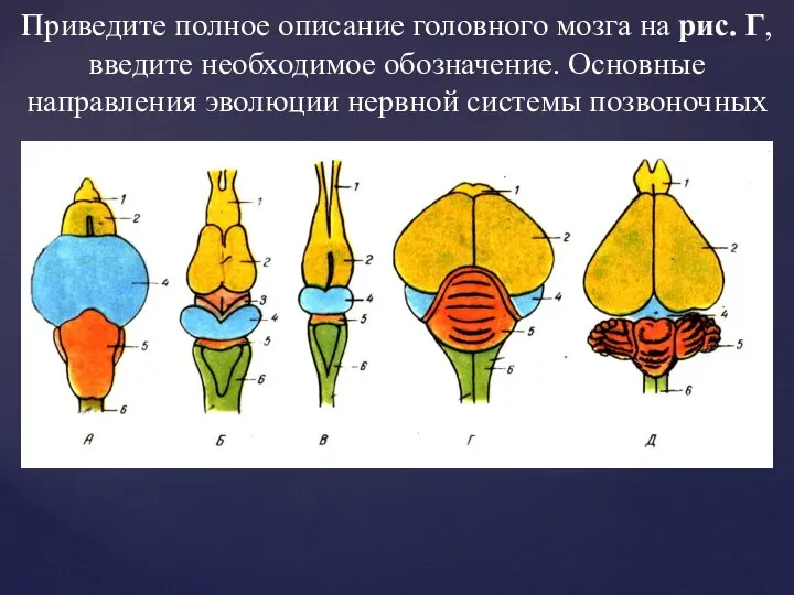 Приведите полное описание головного мозга на рис. Г, введите необходимое обозначение. Основные