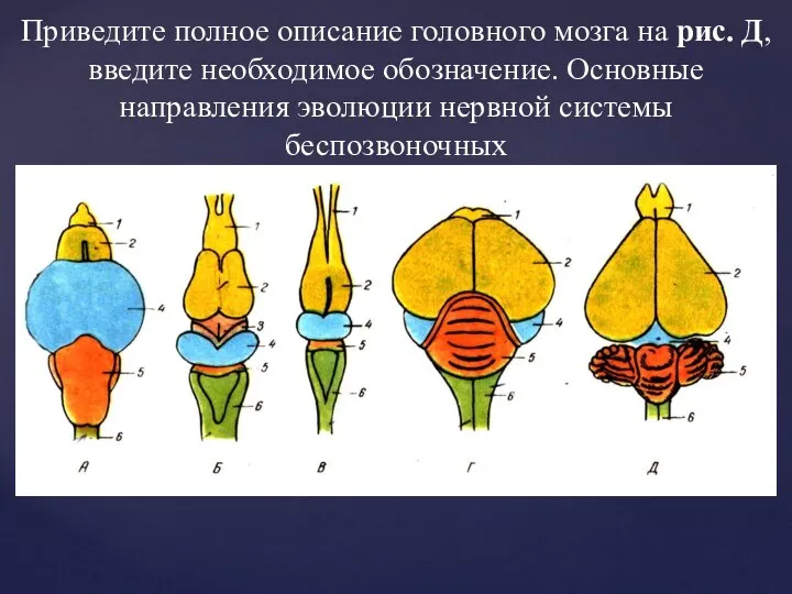 Приведите полное описание головного мозга на рис. Д, введите необходимое обозначение. Основные