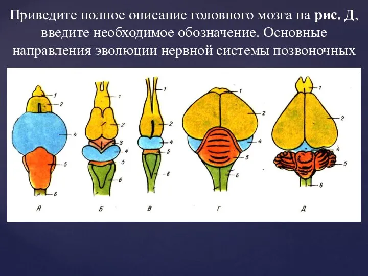 Приведите полное описание головного мозга на рис. Д, введите необходимое обозначение. Основные