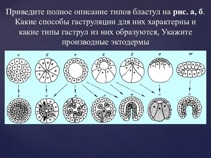 Приведите полное описание типов бластул на рис. а, б. Какие способы гаструляции