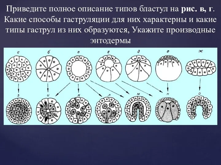 Приведите полное описание типов бластул на рис. в, г. Какие способы гаструляции