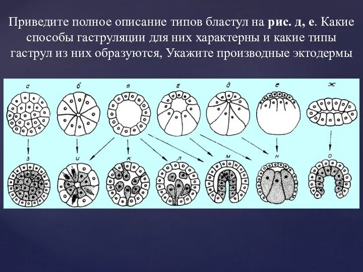 Приведите полное описание типов бластул на рис. д, е. Какие способы гаструляции