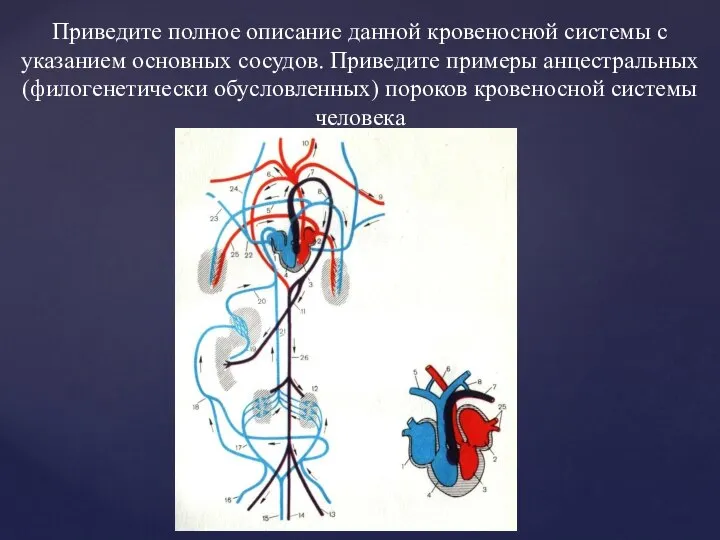 Приведите полное описание данной кровеносной системы с указанием основных сосудов. Приведите примеры