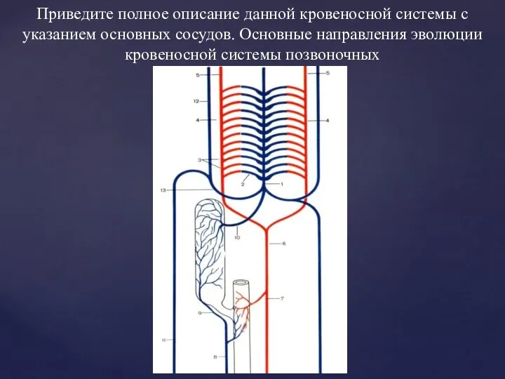 Приведите полное описание данной кровеносной системы с указанием основных сосудов. Основные направления эволюции кровеносной системы позвоночных