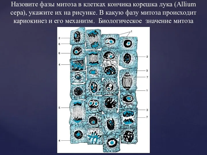 Назовите фазы митоза в клетках кончика корешка лука (Allium сера), укажите их