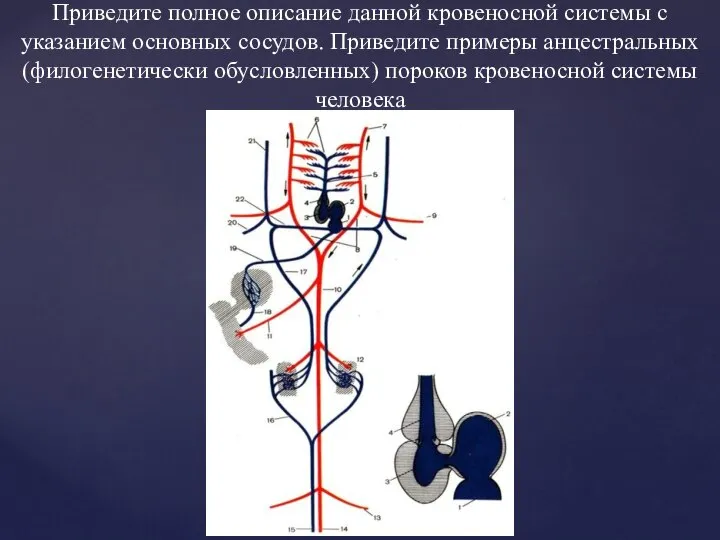Приведите полное описание данной кровеносной системы с указанием основных сосудов. Приведите примеры