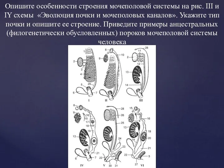 Опишите особенности строения мочеполовой системы на рис. III и IY схемы «Эволюция