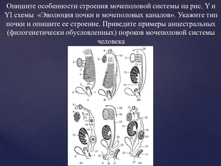 Опишите особенности строения мочеполовой системы на рис. Y и YI схемы «Эволюция