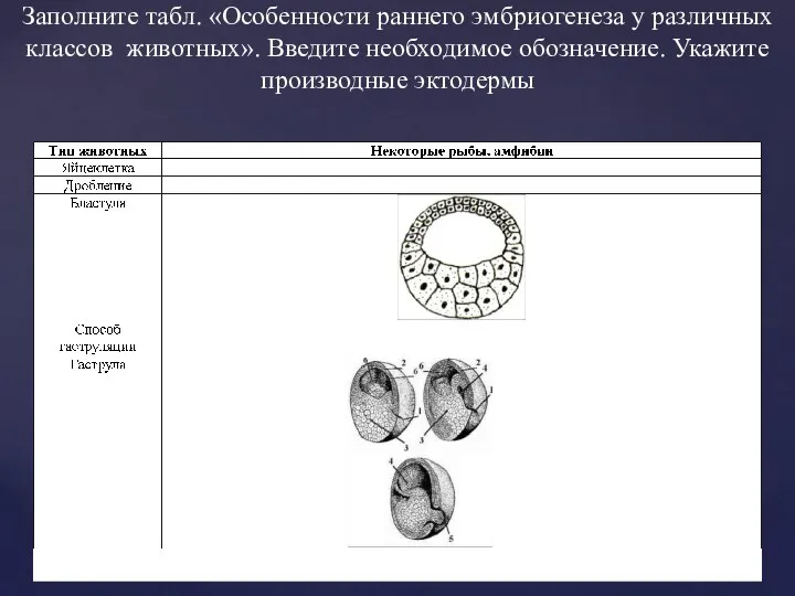 Заполните табл. «Особенности раннего эмбриогенеза у различных классов животных». Введите необходимое обозначение. Укажите производные эктодермы