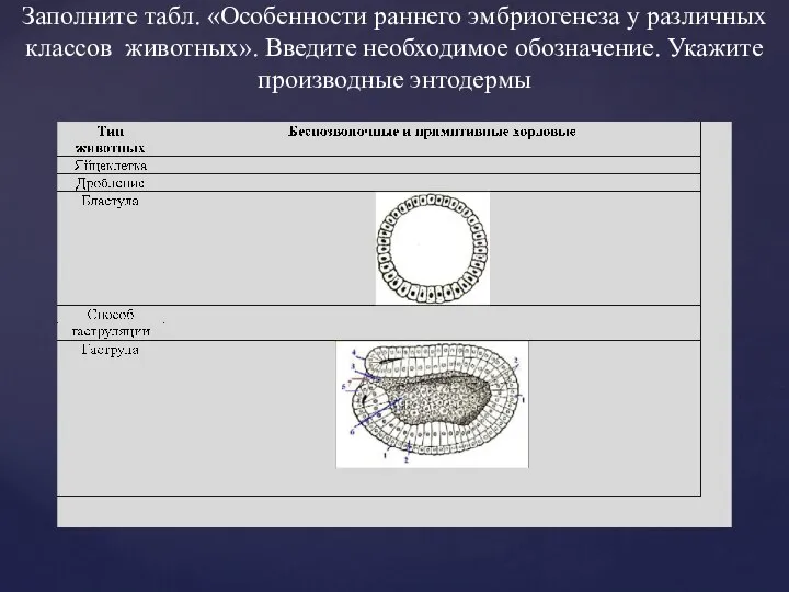 Заполните табл. «Особенности раннего эмбриогенеза у различных классов животных». Введите необходимое обозначение. Укажите производные энтодермы