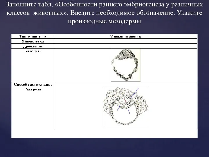 Заполните табл. «Особенности раннего эмбриогенеза у различных классов животных». Введите необходимое обозначение. Укажите производные мезодермы