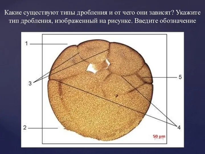 Какие существуют типы дробления и от чего они зависят? Укажите тип дробления,