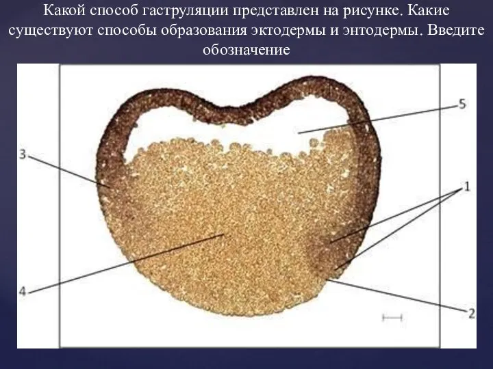 Какой способ гаструляции представлен на рисунке. Какие существуют способы образования эктодермы и энтодермы. Введите обозначение