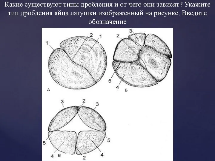 Какие существуют типы дробления и от чего они зависят? Укажите тип дробления