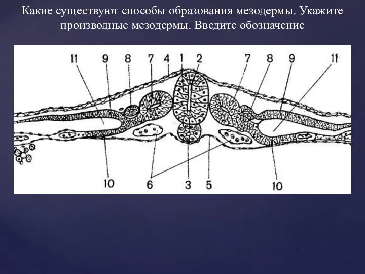 Какие существуют способы образования мезодермы. Укажите производные мезодермы. Введите обозначение