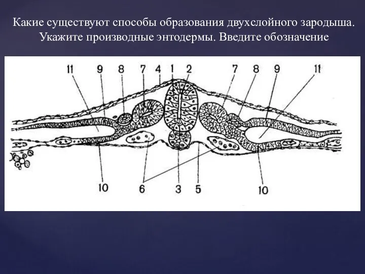 Какие существуют способы образования двухслойного зародыша. Укажите производные энтодермы. Введите обозначение