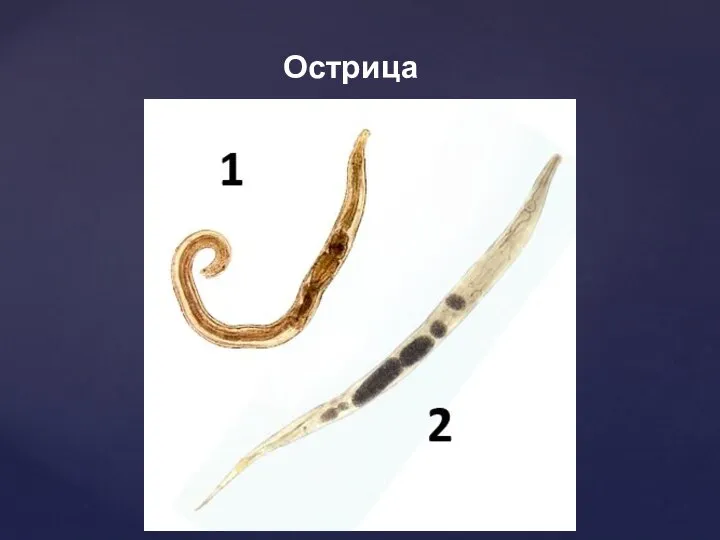 Острица