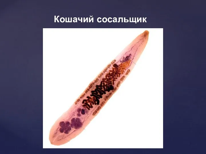 Кошачий сосальщик